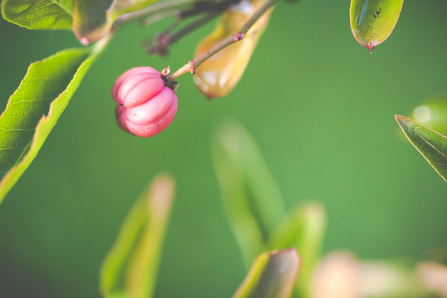 Spindle Berry