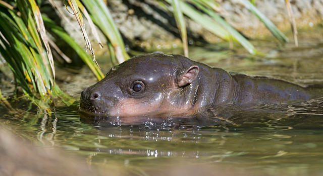 Pigmy hippo at the surface