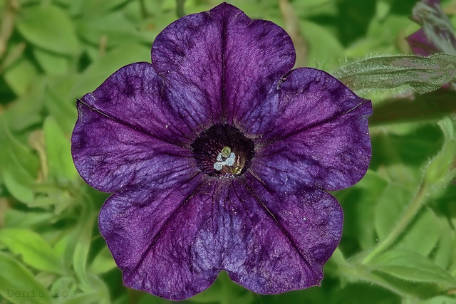 Purple petunia with flash