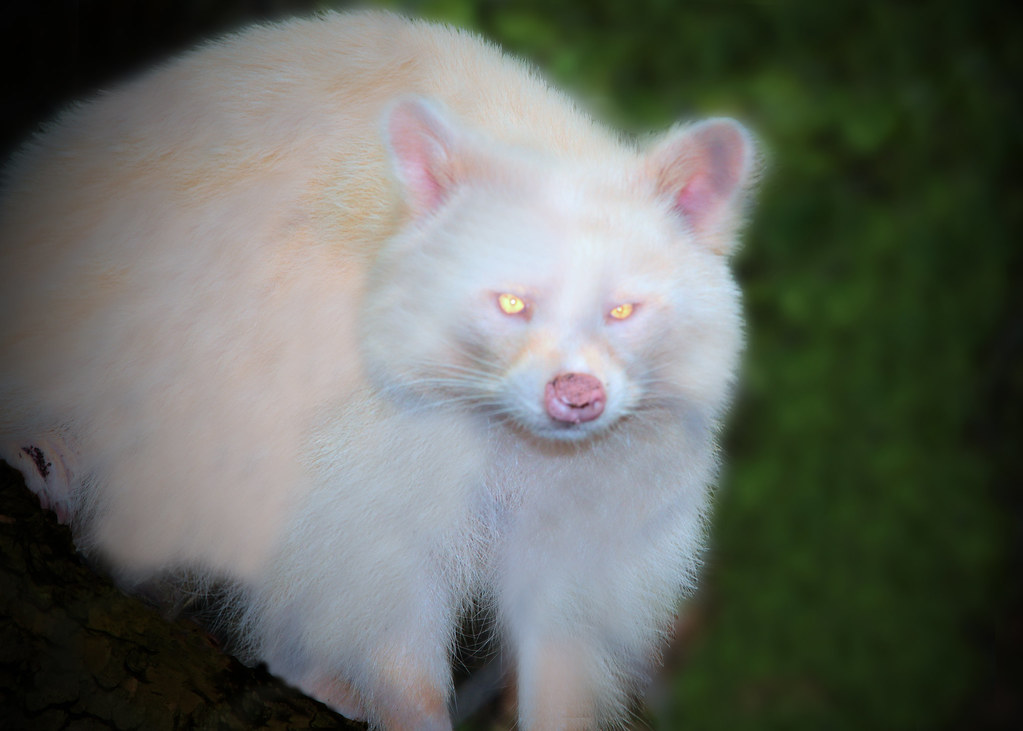 White Raccoon | White Raccoon with yellow eyes found at the … | Flickr