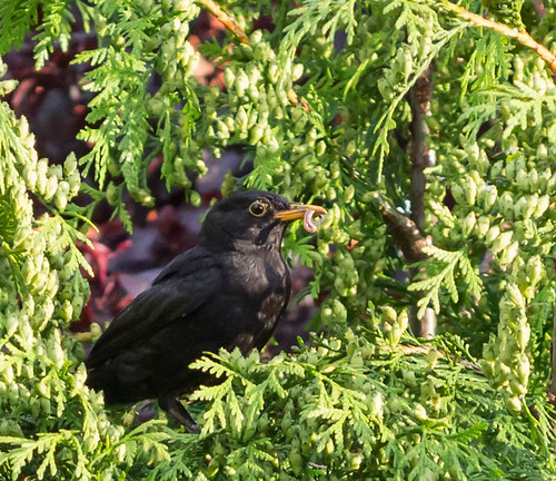 Dad fetching dinner of worms | by magpie280168