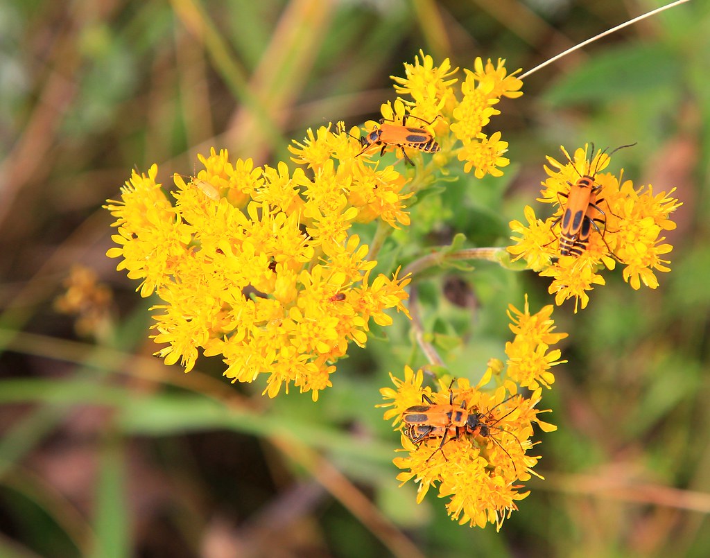 Solidago Rigida stiff goldenrod (Solidago rigida) flowers & goldenrod sold… | Flickr