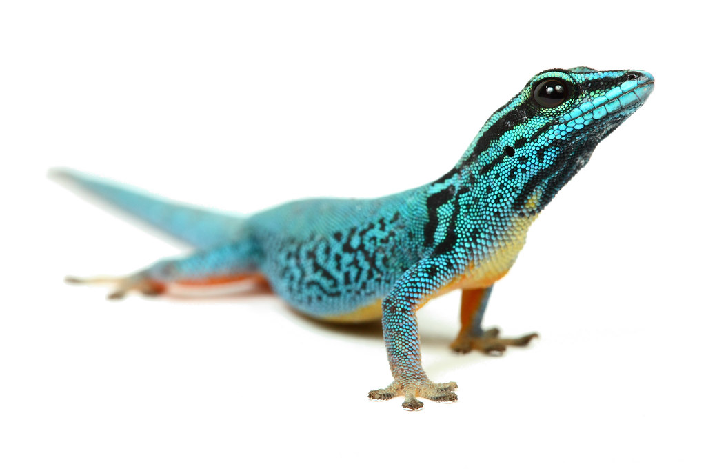 Lygodactylus williamsi