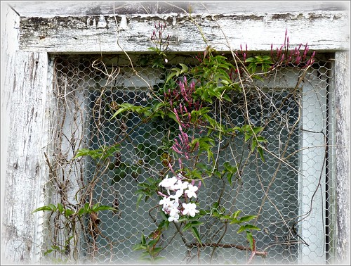 Weathered | by sallyNZ