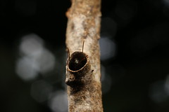 Polyrhachis, Shattuck_59358, Maliau Basin, Sabah