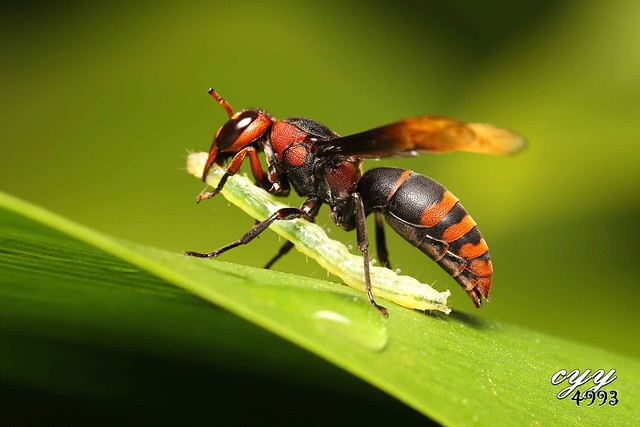 Wasp [Vespidae] 胡蜂
