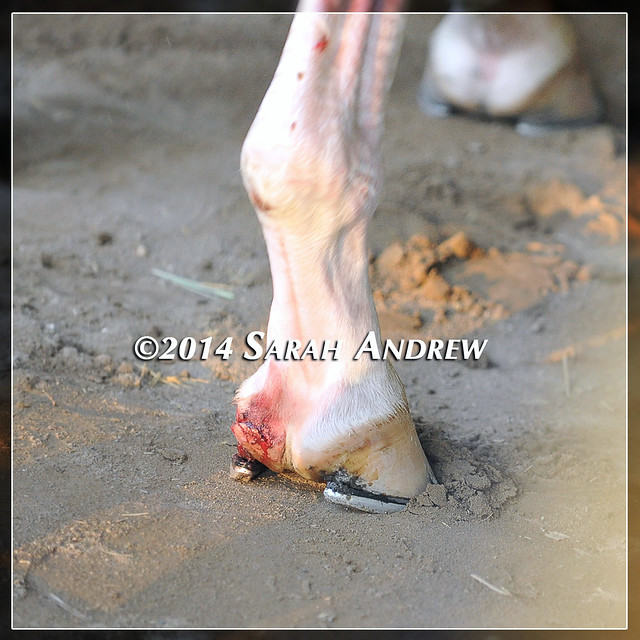 California Chrome's foot after the Belmont Stakes