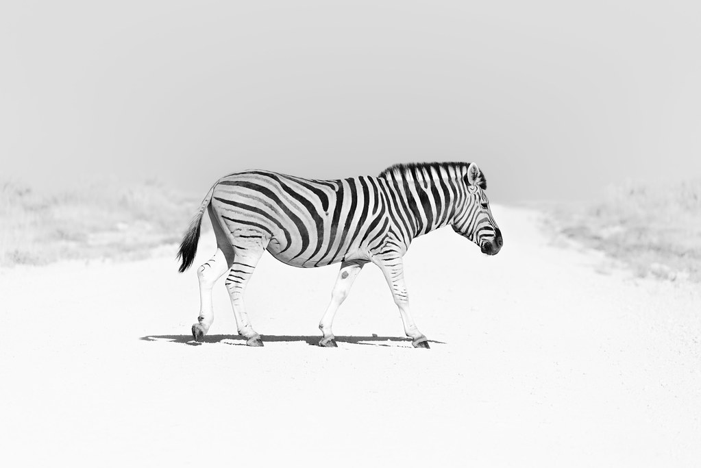 Zebra Crossing