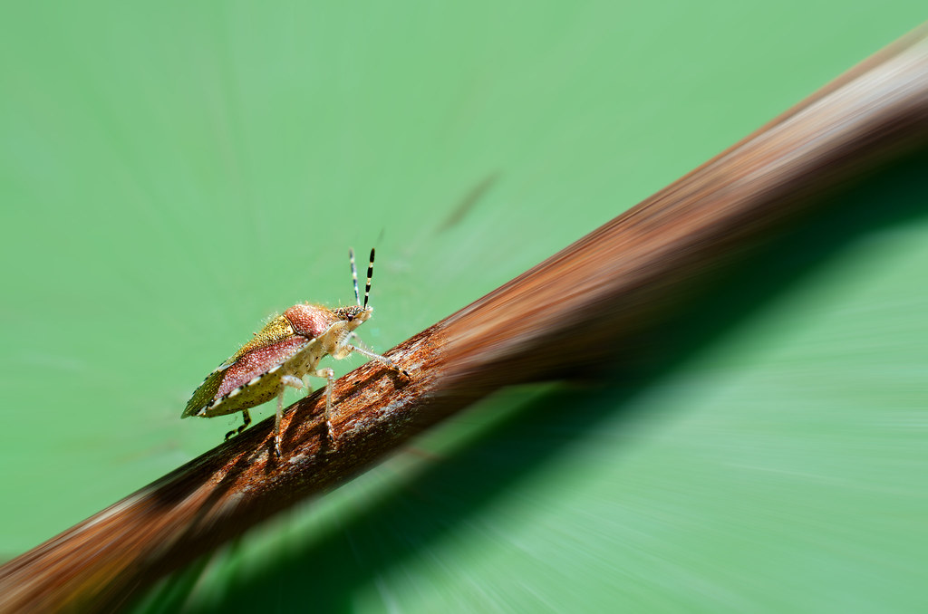 Fauna | Flickr