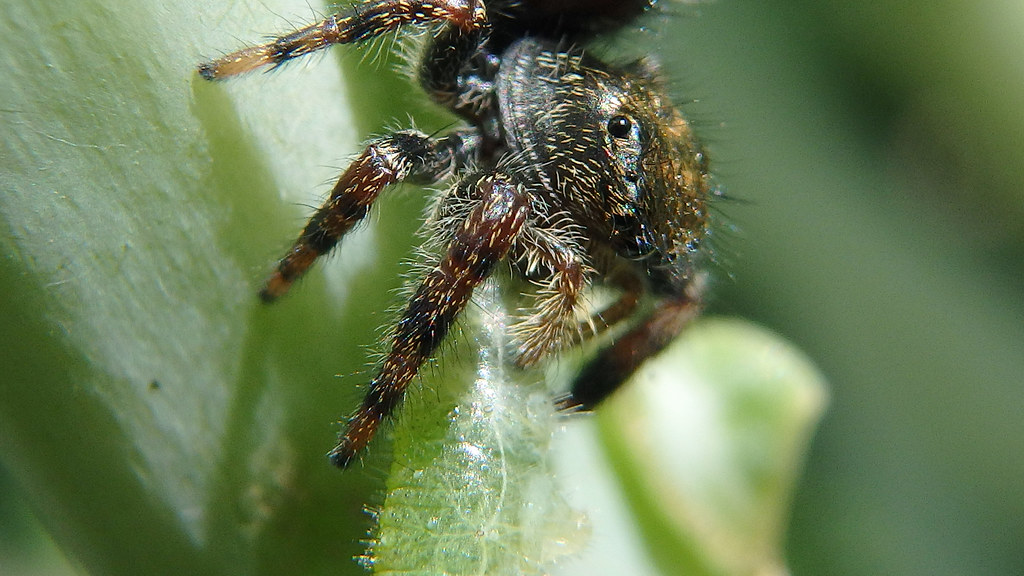 Five Rivers Spider Spider - a photo on Flickriver