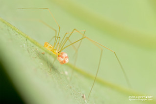 Daddy-Long-Legs Spider (Belisana sp.) - DSC_2970