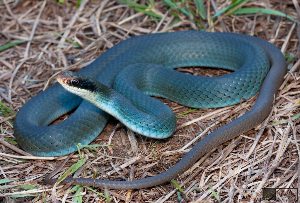 Beautiful Snakes - 10 Most Stunningly Pretty Snakes You Won’t Believe Actually Exist Blue Racer Snake