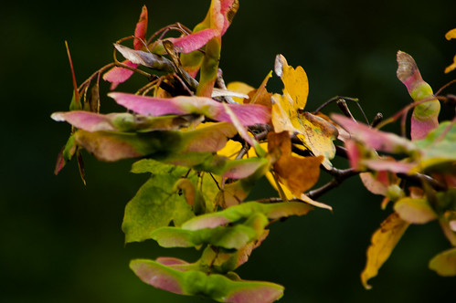 Autumn colours: maple seeds