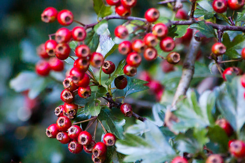 Red/green: haws