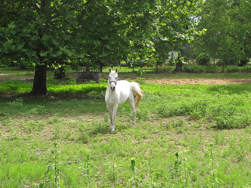 whitehorse horses wattsdairyroad pasture grazing farm farming farmers stpauls robesoncounty northcarolina gerrydincher nc