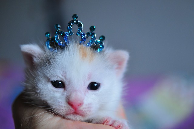 1/8.2014 - all hail the princess kitten
