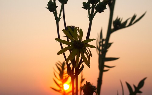 sunset flower illinois weed native bokeh daisy springfield prairie wildflower