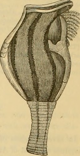 Paternoster