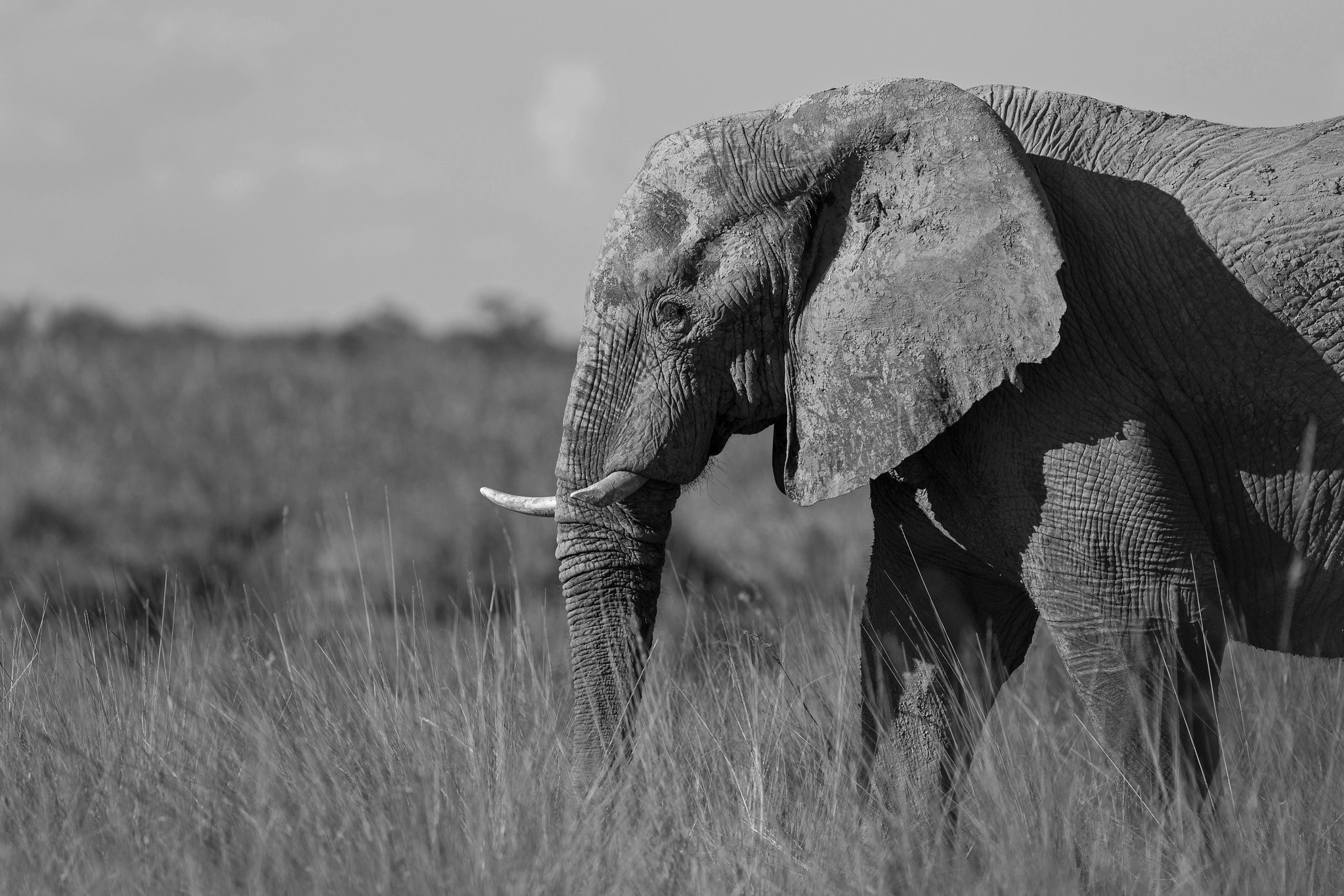 Elephant - Namibia
