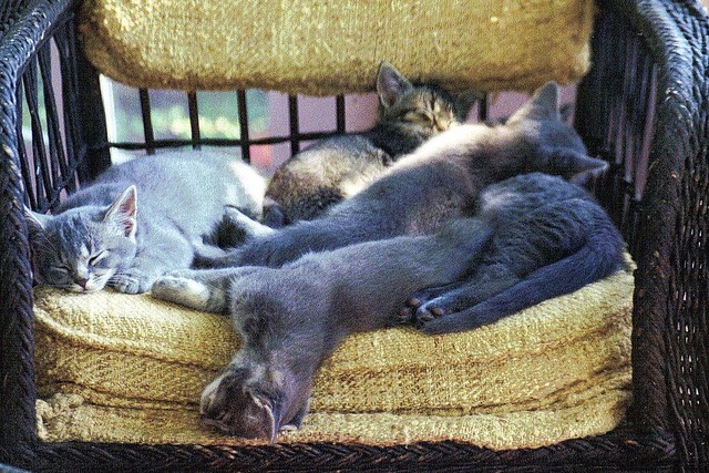 five kittens sleeping