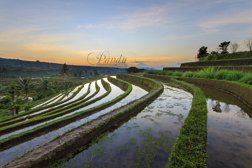 bali field sunrise indonesia photography tour rice guide jatiluwih baliphotography balitravelphotography baliphotographytour baliphotographyguide