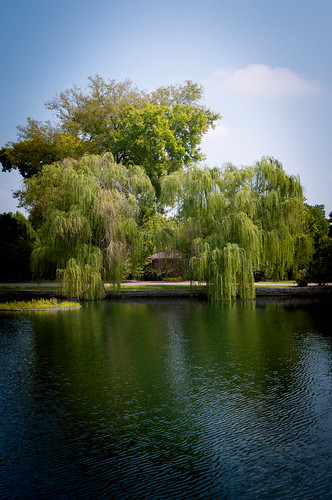 reflection tree nashville tennessee weepingwillow weeping willows westend centennialpark lakewatauga