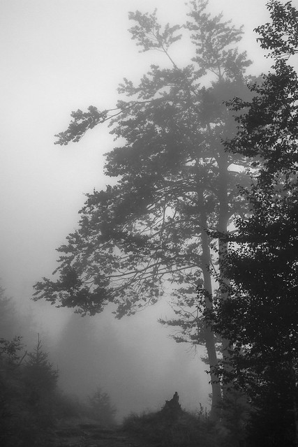 wood in mist #4