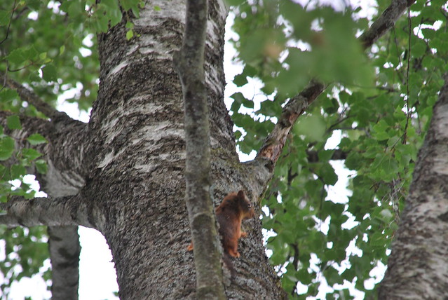 Klatrende ekorn -|- Climbing squirrel