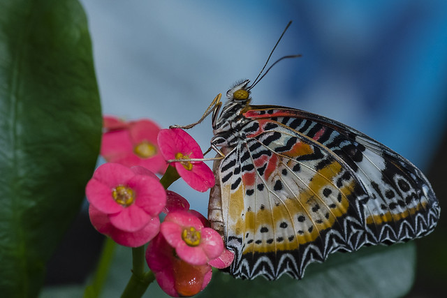 Butterflies at the Pacific Science Center - March 12, 2017