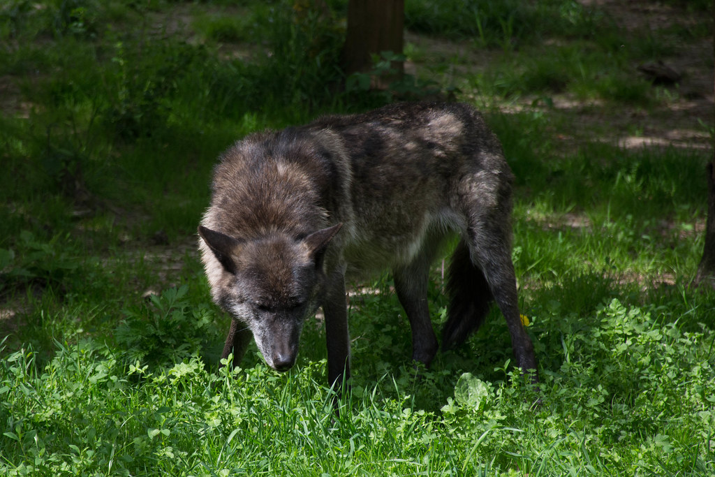 rørledning om forladelse Poleret 20140531 DSC_4145 Givskud zoo - Canadian Wolf | Uffe | Flickr