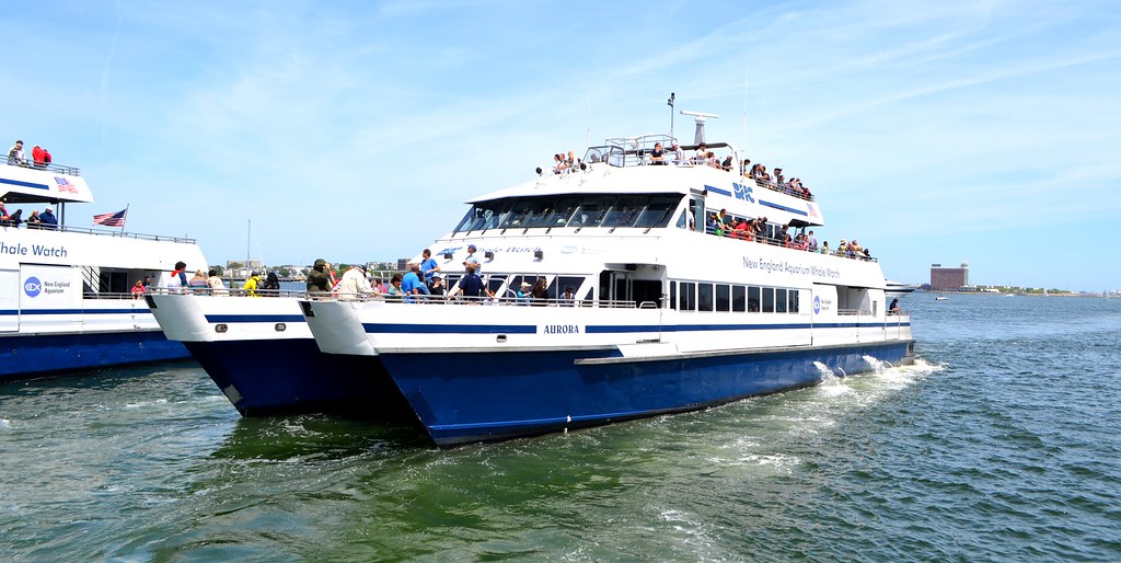 boston-harbor-cruises-boston-harbor-cruises-whale-watch-flickr