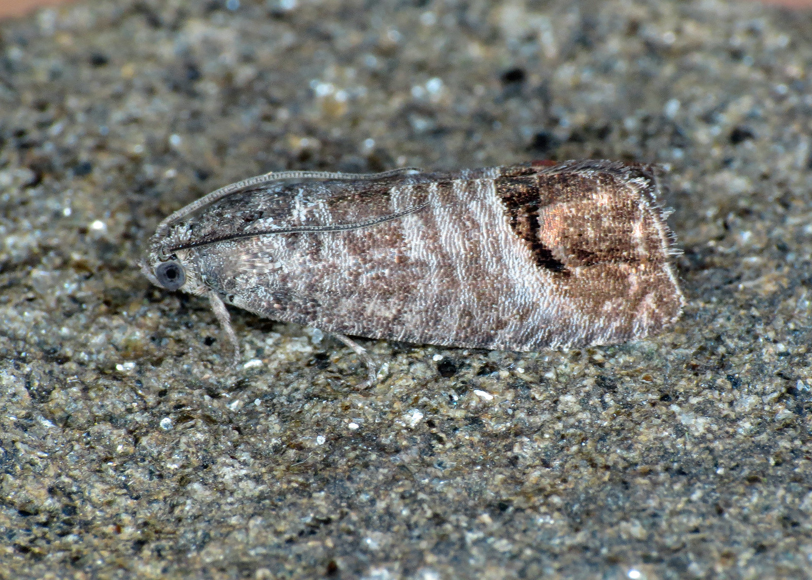 1261 Codling Moth - Cydia pomonella