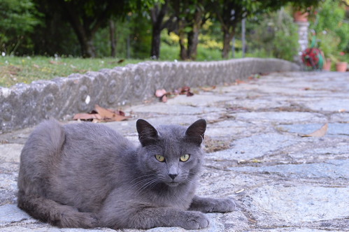 Pronto alla fuga... | by davidetomaino