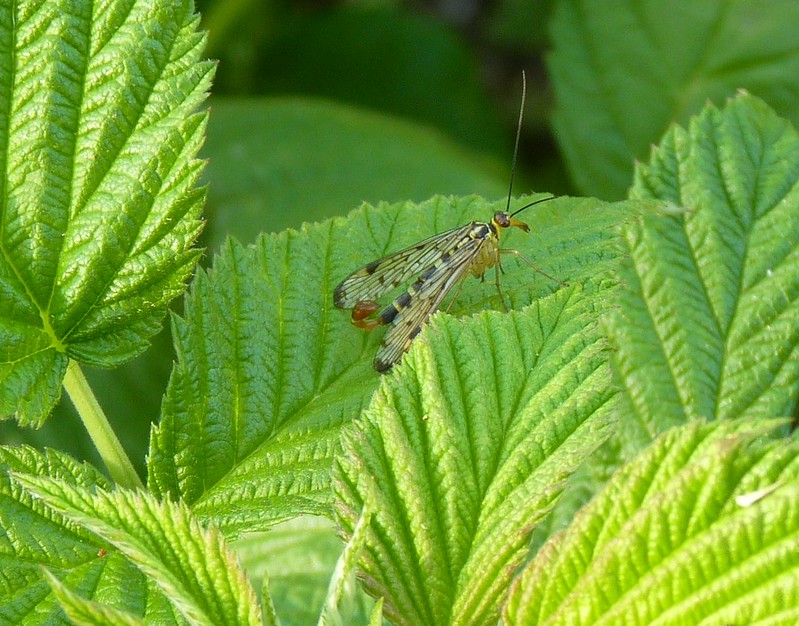 scorpion fly Panorpa communis look at it's tail