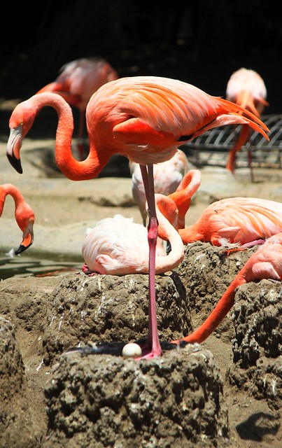 Flamingos -