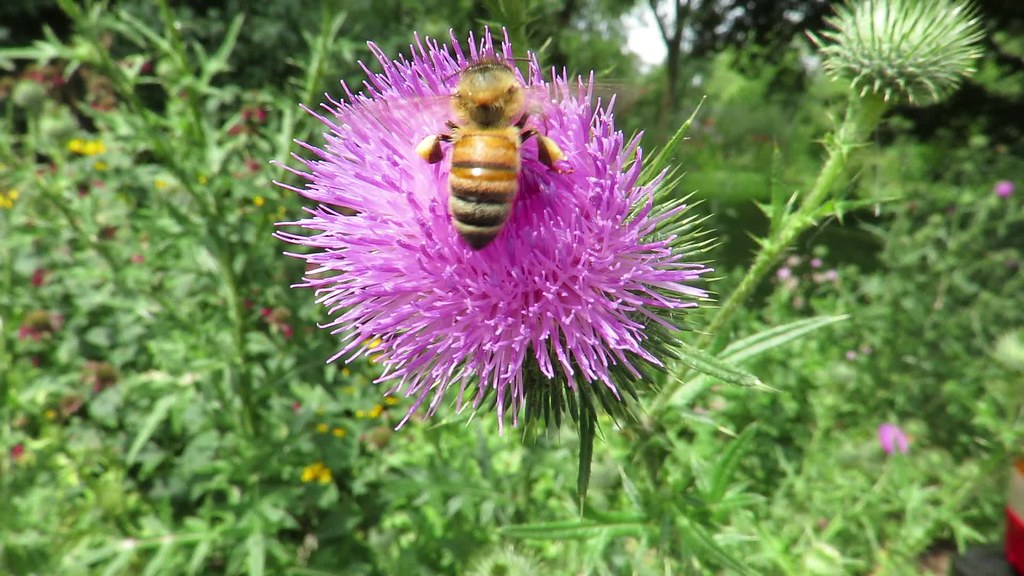 Buzzing Honey Bee HD Video taken with a Canon SX700 HS MVI_1208