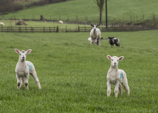 Lambs on Alert
