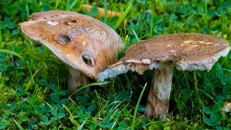 Grey spotted amanita, August
