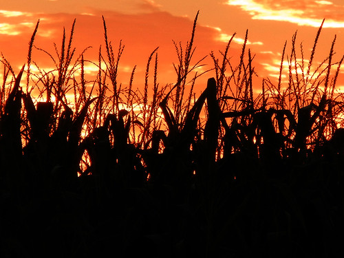 sunset sky silhouette rural corn farm indiana 2014 brownsburg project62