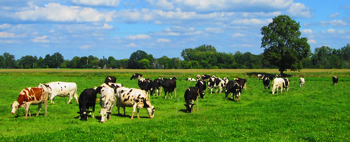 rural cattle cows michigan farm country farming pasture ag agriculture dairy dairybarn ruralamerica brucetownship dairycows
