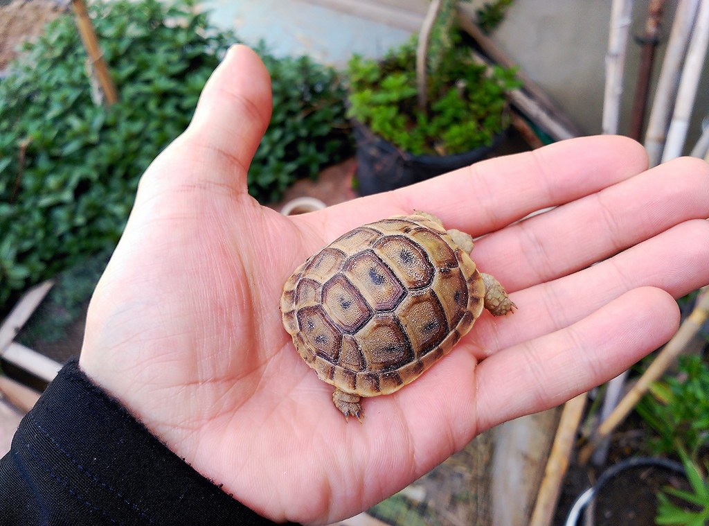 Tortuga en mano de Raúl (04-04-2015) | Tortuga en mano de Ra… | Flickr