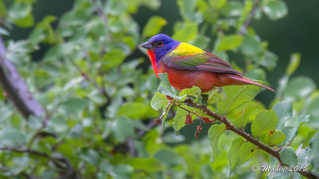 IMG_0131a Painted Bunting Wtrmk