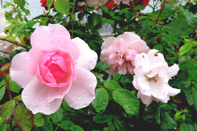 Rosarote kleine Rose mit Regentropfen