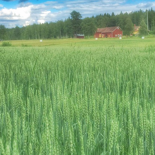 Kingdom fields 💚❤️💚 #skwadra #TheKingdomOfRedBarns #rsa_rural #rsa_ruralfields by skwadra, square squareformat iphoneography instagramapp uploaded:by=instagram foursquare:venue=4ee7c5cad3e334