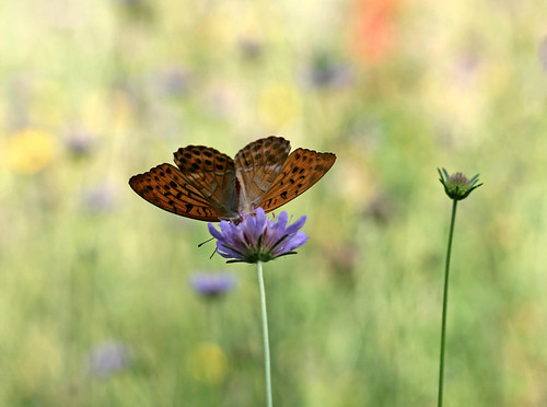 macro fleurs papillon insecte champdefleurs tabacdespagne