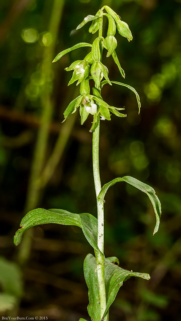 Green-flowered Helleborine Orchid (Epipactis phyllanthes)