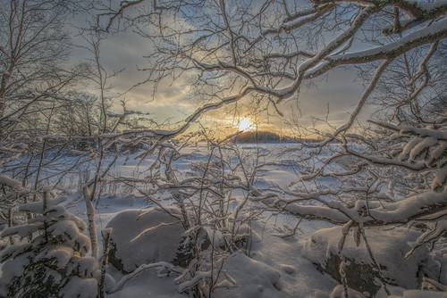 winter winterwonderland winterlandscape wintrylandscape wintryseascape twigs snow snowylandscape snowytrees snowflake ice sunset sunsetattheseashore sunshine shore seashore seaside seanature naturephotography naturephoto light white blueandwhite finland northernbeauty northernfinland balticsea serene serenity tranquility cold coldness coldbeauty north