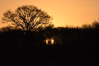 1/52 - Sunrise silhouette