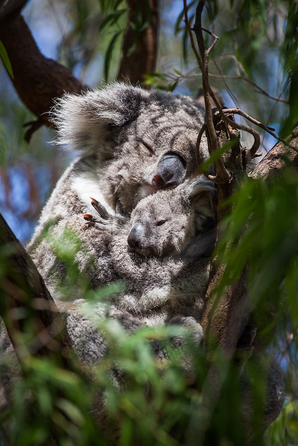 Koala : Australia : 2016