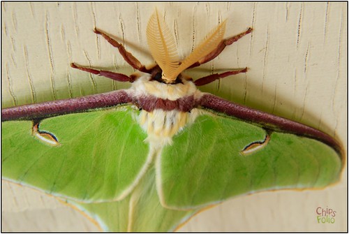 macro closeup moth lunamoth actiasluna giantmoth eos600d canoneos600d rebelt3i canonrebelt3i chipsfolio